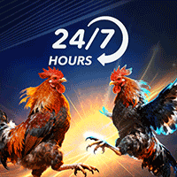 24/7 hours chat support